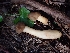  (Morchellaceae - HAY-F-001805)  @11 [ ] by-nc (2023) Sadie Hickey Fungal Diversity Survey