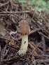  ( - HAY-F-001805)  @11 [ ] by-nc (2023) Sadie Hickey Fungal Diversity Survey
