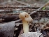  ( - HAY-F-001805)  @11 [ ] by-nc (2023) Sadie Hickey Fungal Diversity Survey