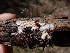  (Cinereomyces sp. CA01 - HAY-F-001842)  @11 [ ] by-nc (2023) Sadie Hickey Fungal Diversity Survey