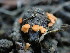  ( - HAY-F-001919)  @11 [ ] by-nc (2023) Sadie Hickey Fungal Diversity Survey
