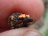  (Pithya sp. CA02 - HAY-F-001919)  @11 [ ] by-nc (2023) Sadie Hickey Fungal Diversity Survey