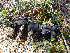  (Helvella sp. CA02 - HAY-F-003766)  @11 [ ] by-nc (2023) Dean Lyons Fungal Diversity Survey