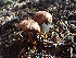  (Conocybe sp. CA03 - HAY-F-003765)  @11 [ ] by-nc (2023) Dean Lyons Fungal Diversity Survey