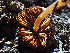  ( - HAY-F-003765)  @11 [ ] by-nc (2023) Dean Lyons Fungal Diversity Survey