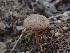  ( - HAY-F-003765)  @11 [ ] by-nc (2023) Dean Lyons Fungal Diversity Survey