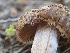  ( - HAY-F-003767)  @11 [ ] by-nc (2023) Dean Lyons Fungal Diversity Survey