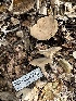  ( - HAY-F-001673)  @11 [ ] by-nc (2023) Bat Vardeh Fungal Diversity Survey