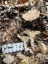  ( - HAY-F-001673)  @11 [ ] by-nc (2023) Bat Vardeh Fungal Diversity Survey