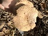  ( - HAY-F-001673)  @11 [ ] by-nc (2023) Bat Vardeh Fungal Diversity Survey