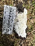  ( - HAY-F-001672)  @11 [ ] by-nc (2023) Bat Vardeh Fungal Diversity Survey