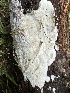  ( - HAY-F-001672)  @11 [ ] by-nc (2023) Bat Vardeh Fungal Diversity Survey