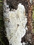  ( - HAY-F-001672)  @11 [ ] by-nc (2023) Bat Vardeh Fungal Diversity Survey