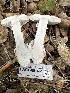  ( - HAY-F-001661)  @11 [ ] by-nc (2023) Bat Vardeh Fungal Diversity Survey