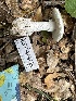  ( - HAY-F-001661)  @11 [ ] by-nc (2023) Bat Vardeh Fungal Diversity Survey