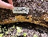  ( - HAY-F-001660)  @11 [ ] by-nc (2023) Bat Vardeh Fungal Diversity Survey