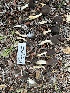 ( - HAY-F-001657)  @11 [ ] by-nc (2023) Bat Vardeh Fungal Diversity Survey