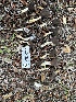  ( - HAY-F-001657)  @11 [ ] by-nc (2023) Bat Vardeh Fungal Diversity Survey