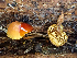  (Gymnopilus sp. PA01 - HAY-F-003703)  @11 [ ] by-nc (2023) Dean Lyons Fungal Diversity Survey