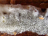  (Sidera sp. CA02 - HAY-F-003754)  @11 [ ] by-nc (2023) Dean Lyons Fungal Diversity Survey