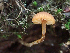  (Galerina sp. triscopa-PNW06 - HAY-F-003677)  @11 [ ] by-nc (2023) Dean Lyons Fungal Diversity Survey