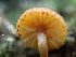  ( - HAY-F-003677)  @11 [ ] by-nc (2023) Dean Lyons Fungal Diversity Survey