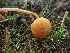  ( - HAY-F-003677)  @11 [ ] by-nc (2023) Dean Lyons Fungal Diversity Survey