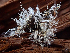  ( - HAY-F-003682)  @11 [ ] by-nc (2023) Dean Lyons Fungal Diversity Survey