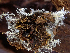  ( - HAY-F-003682)  @11 [ ] by-nc (2023) Dean Lyons Fungal Diversity Survey