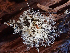  ( - HAY-F-003682)  @11 [ ] by-nc (2023) Dean Lyons Fungal Diversity Survey