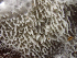  ( - HAY-F-003683)  @11 [ ] by-nc (2023) Dean Lyons Fungal Diversity Survey