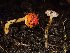  (Hygrocybe sp. CA02 - HAY-F-003684)  @11 [ ] by-nc (2023) Dean Lyons Fungal Diversity Survey