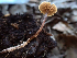  (Pseudobaeospora sp. CA02 - HAY-F-003688)  @11 [ ] by-nc (2023) Dean Lyons Fungal Diversity Survey