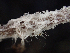  ( - HAY-F-003688)  @11 [ ] by-nc (2023) Dean Lyons Fungal Diversity Survey