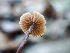  ( - HAY-F-003688)  @11 [ ] by-nc (2023) Dean Lyons Fungal Diversity Survey
