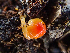  ( - HAY-F-003691)  @11 [ ] by-nc (2023) Dean Lyons Fungal Diversity Survey