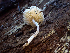  (Leucoagaricus sp. CA03 - HAY-F-003707)  @11 [ ] by-nc (2023) Dean Lyons Fungal Diversity Survey