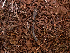 (Geoglossum sp. CA02 - HAY-F-003727)  @11 [ ] by-nc (2023) Dean Lyons Fungal Diversity Survey