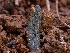  ( - HAY-F-003727)  @11 [ ] by-nc (2023) Dean Lyons Fungal Diversity Survey