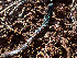  ( - HAY-F-003727)  @11 [ ] by-nc (2023) Dean Lyons Fungal Diversity Survey