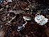  (Rhodocybe - HAY-F-003729)  @11 [ ] by-nc (2023) Dean Lyons Fungal Diversity Survey