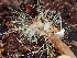  ( - HAY-F-003723)  @11 [ ] by-nc (2023) Dean Lyons Fungal Diversity Survey