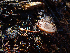 ( - HAY-F-003723)  @11 [ ] by-nc (2023) Dean Lyons Fungal Diversity Survey