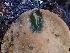  ( - HAY-F-003723)  @11 [ ] by-nc (2023) Dean Lyons Fungal Diversity Survey