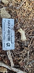 ( - HAY-F-002185)  @11 [ ] by-nc (2023) Thea Chesney Fungal Diversity Survey
