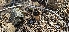  ( - HAY-F-002185)  @11 [ ] by-nc (2023) Thea Chesney Fungal Diversity Survey