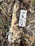  (Hyphoderma amoenum - HAY-F-001328)  @11 [ ] by-nc (2023) Aaron Tupac Fungal Diversity Survey
