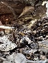  ( - HAY-F-001310)  @11 [ ] by-nc (2023) Aaron Tupac Fungal Diversity Survey