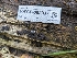  ( - HAY-F-002937)  @11 [ ] by-nc (2023) Stu Pickell Fungal Diversity Survey