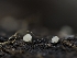  (Bloxamia - HAY-F-002943)  @11 [ ] by-nc (2023) Stu Pickell Fungal Diversity Survey